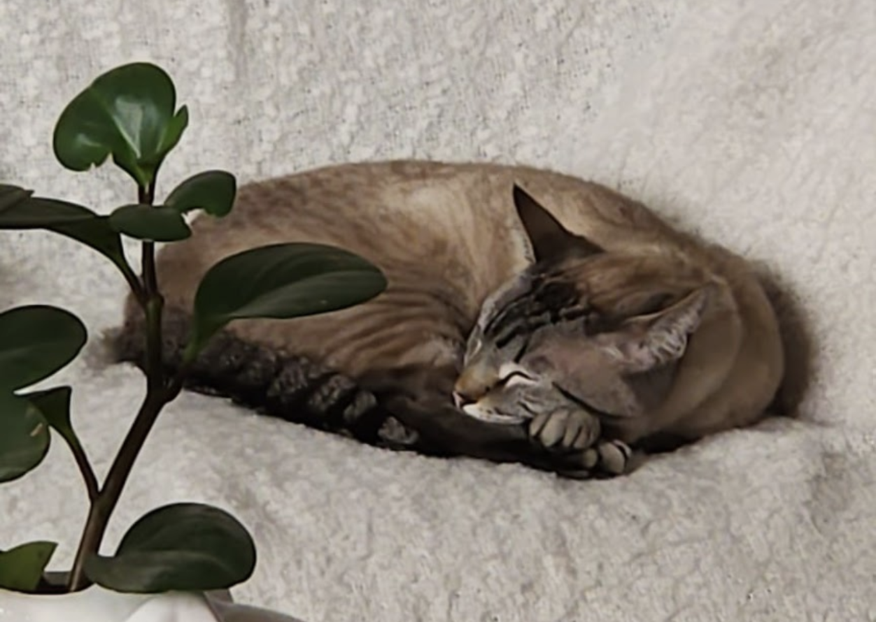 Cat sleeping peacefully on a couch