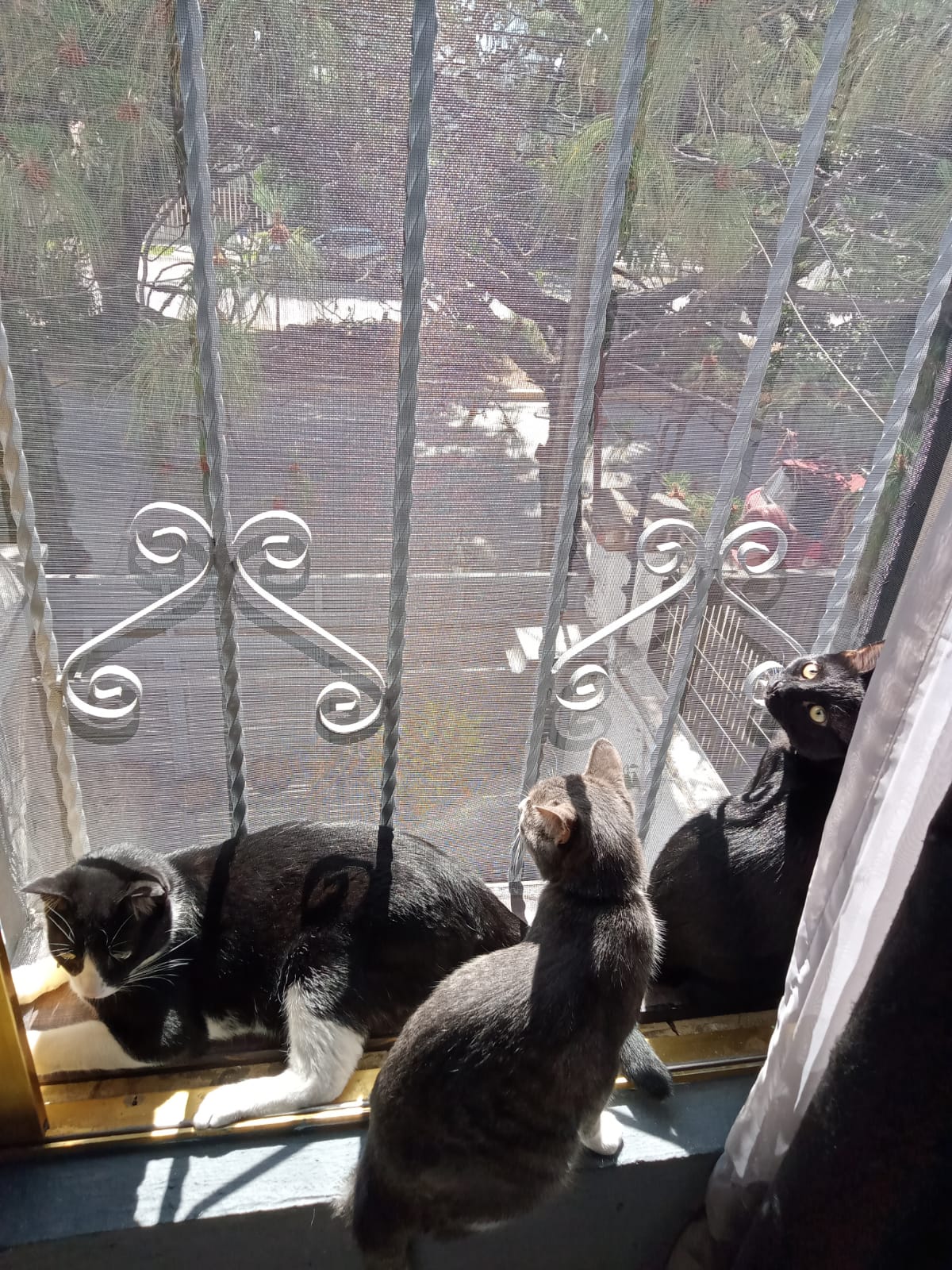 3 black cats sitting together by the window in a calmed mood. 