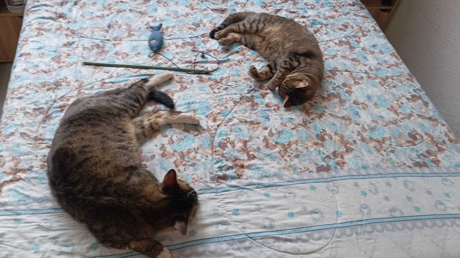 Cats laying comfortably on the bed with a toy nearby. 